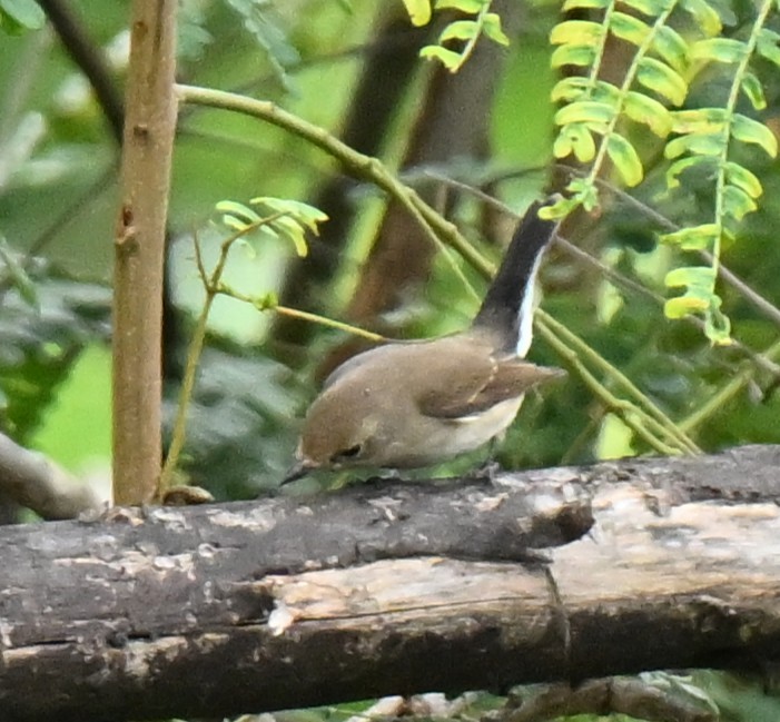 Восточная малая мухоловка - ML647173916