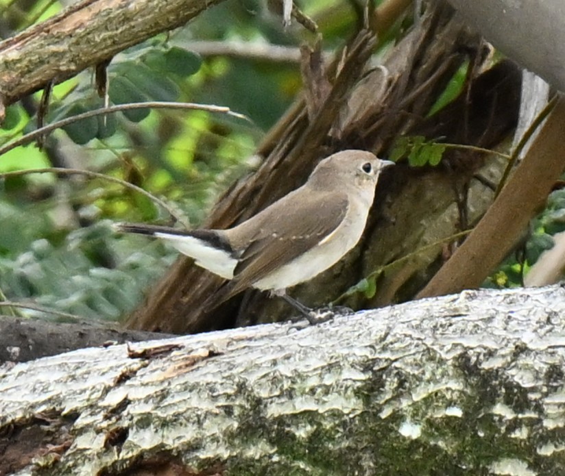 Восточная малая мухоловка - ML647173917