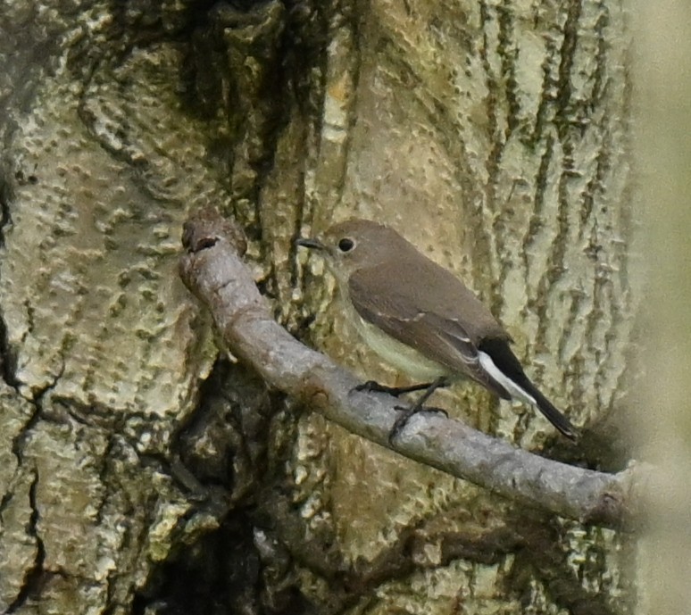 Восточная малая мухоловка - ML647173918