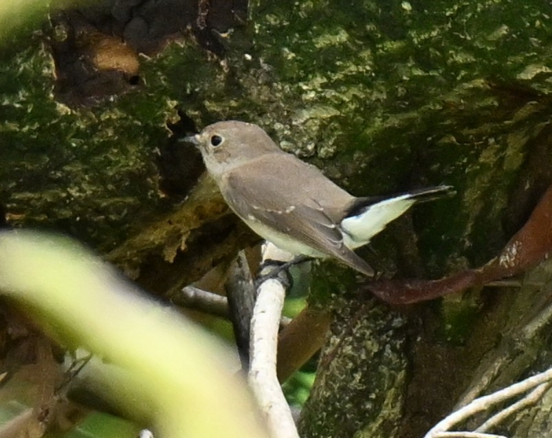 Восточная малая мухоловка - ML647173919