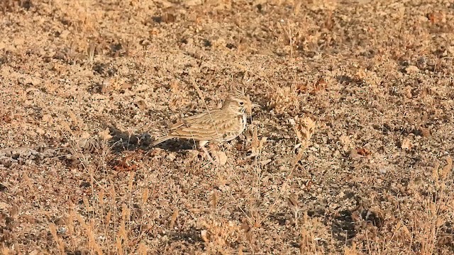 Crested Lark (Crested) - ML647173921
