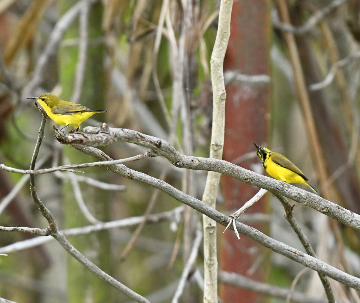 Ornate Sunbird - ML647173927