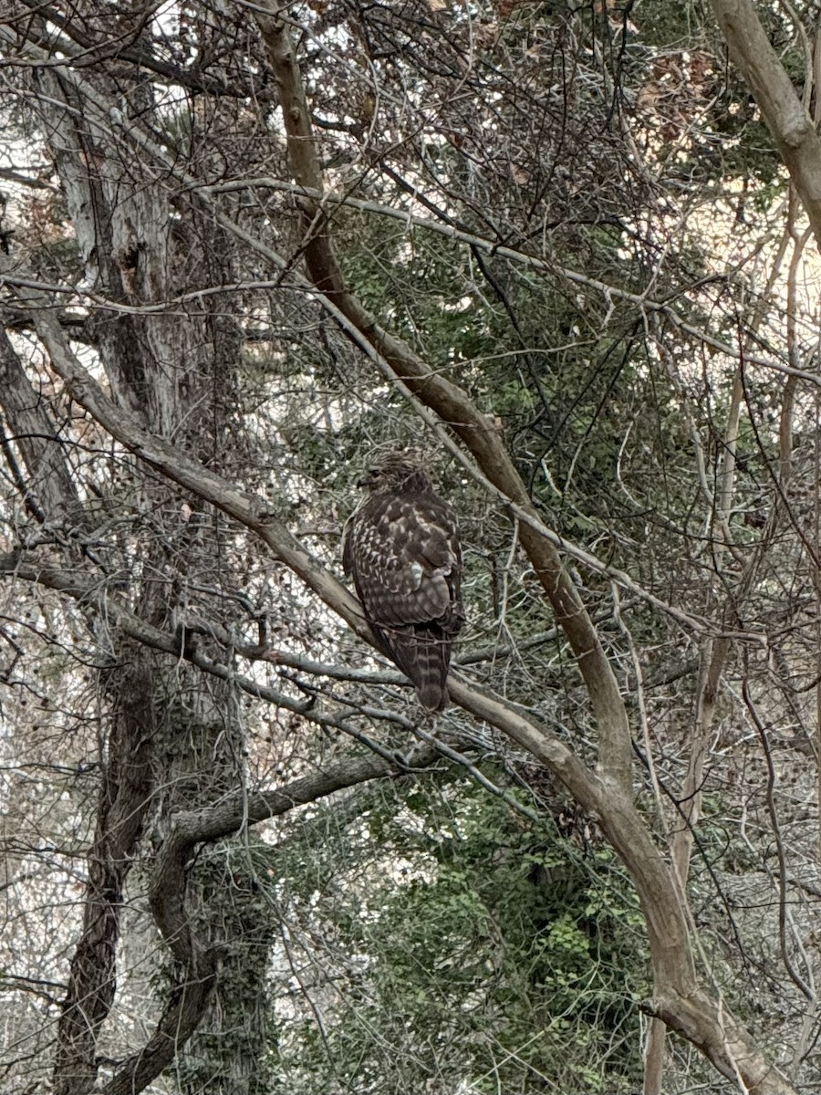 Red-shouldered Hawk - ML647173947