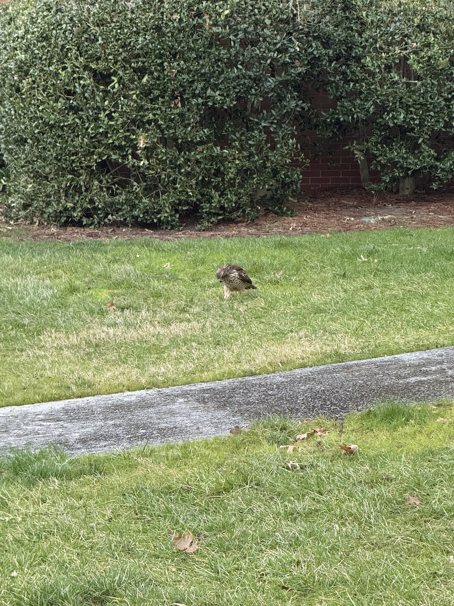 Red-shouldered Hawk - ML647173948