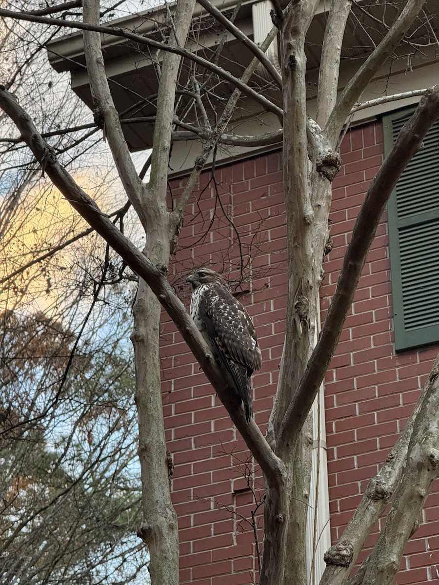 Red-shouldered Hawk - ML647173949