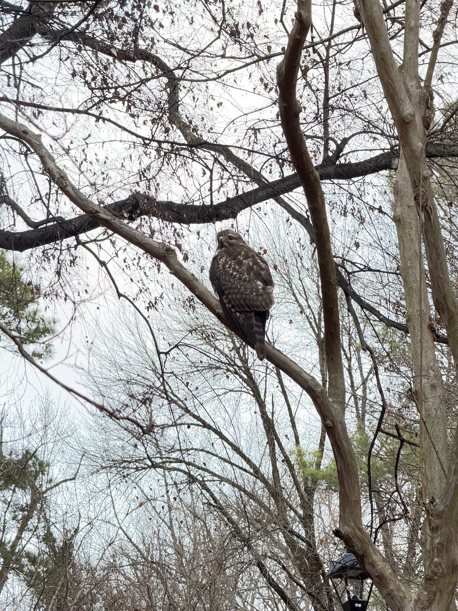 Red-shouldered Hawk - ML647173950