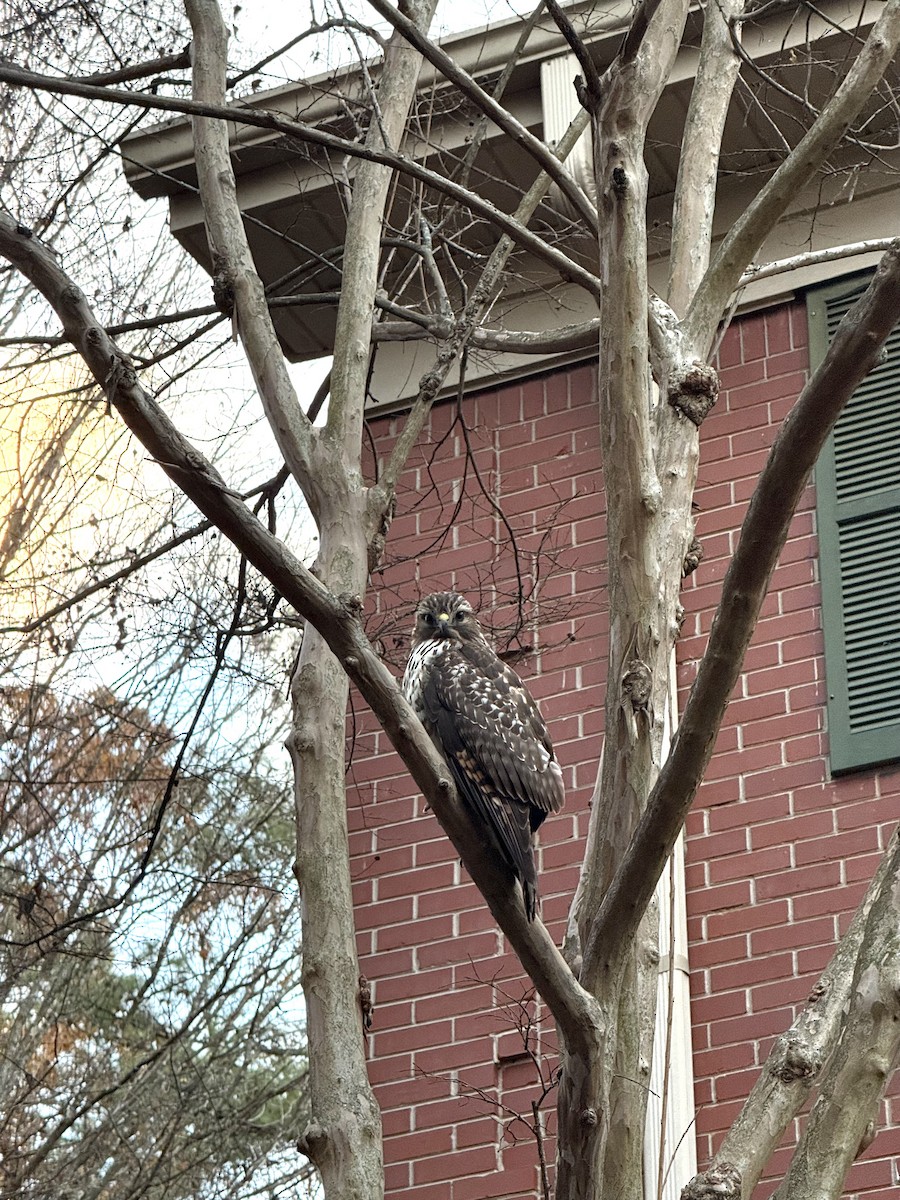 Red-shouldered Hawk - ML647173951
