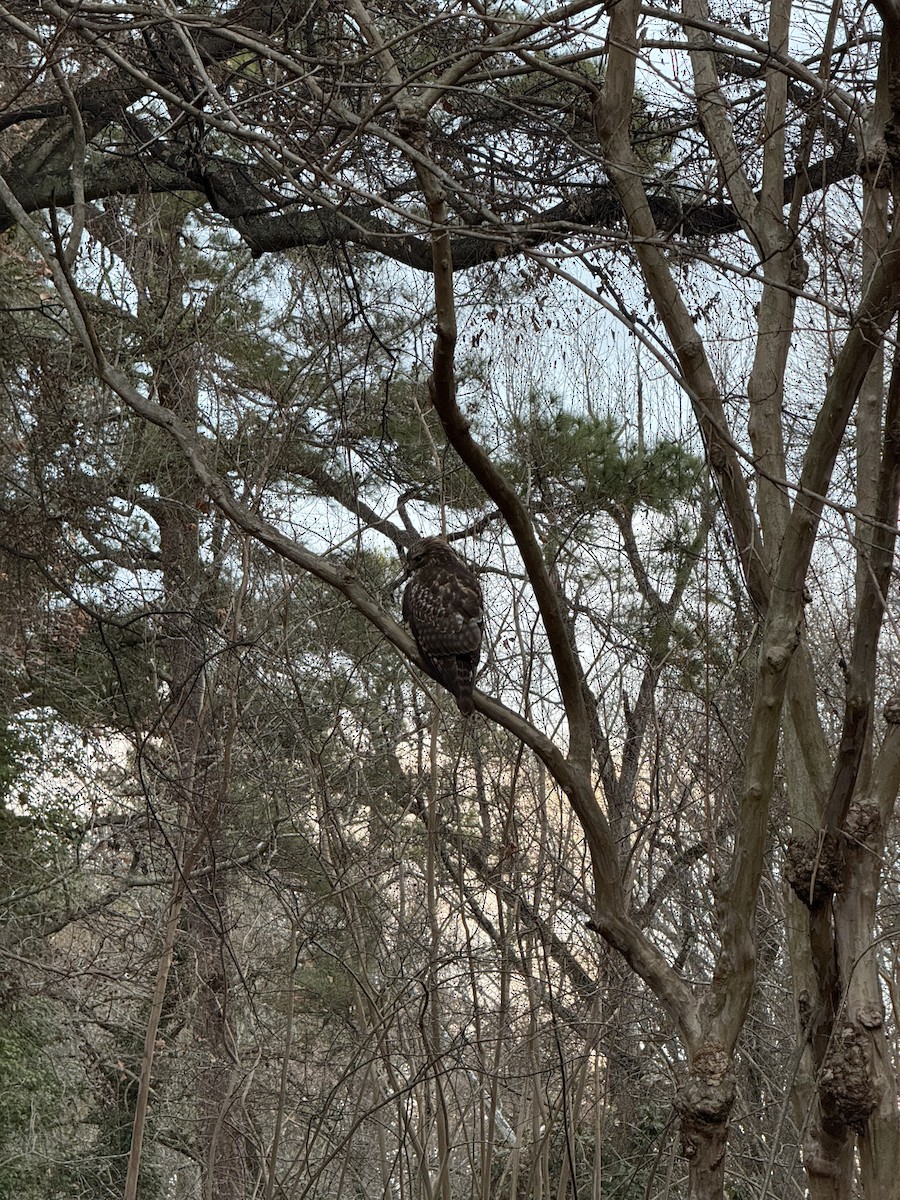 Red-shouldered Hawk - ML647173952