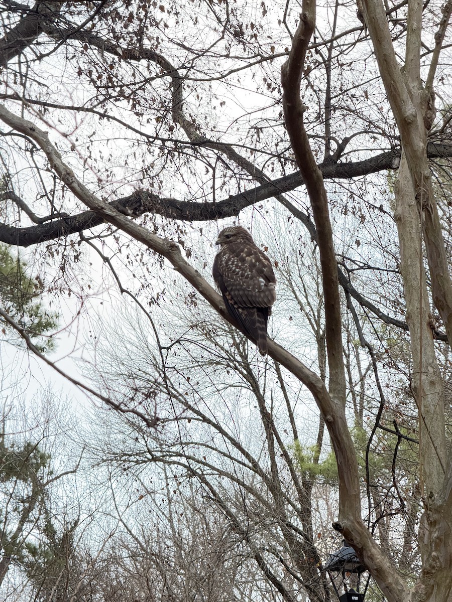 Red-shouldered Hawk - ML647173953