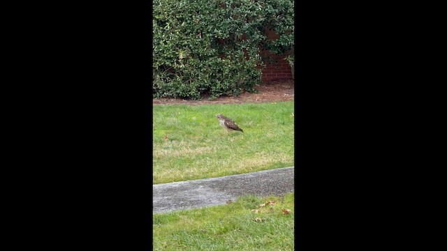 Red-shouldered Hawk - ML647173954