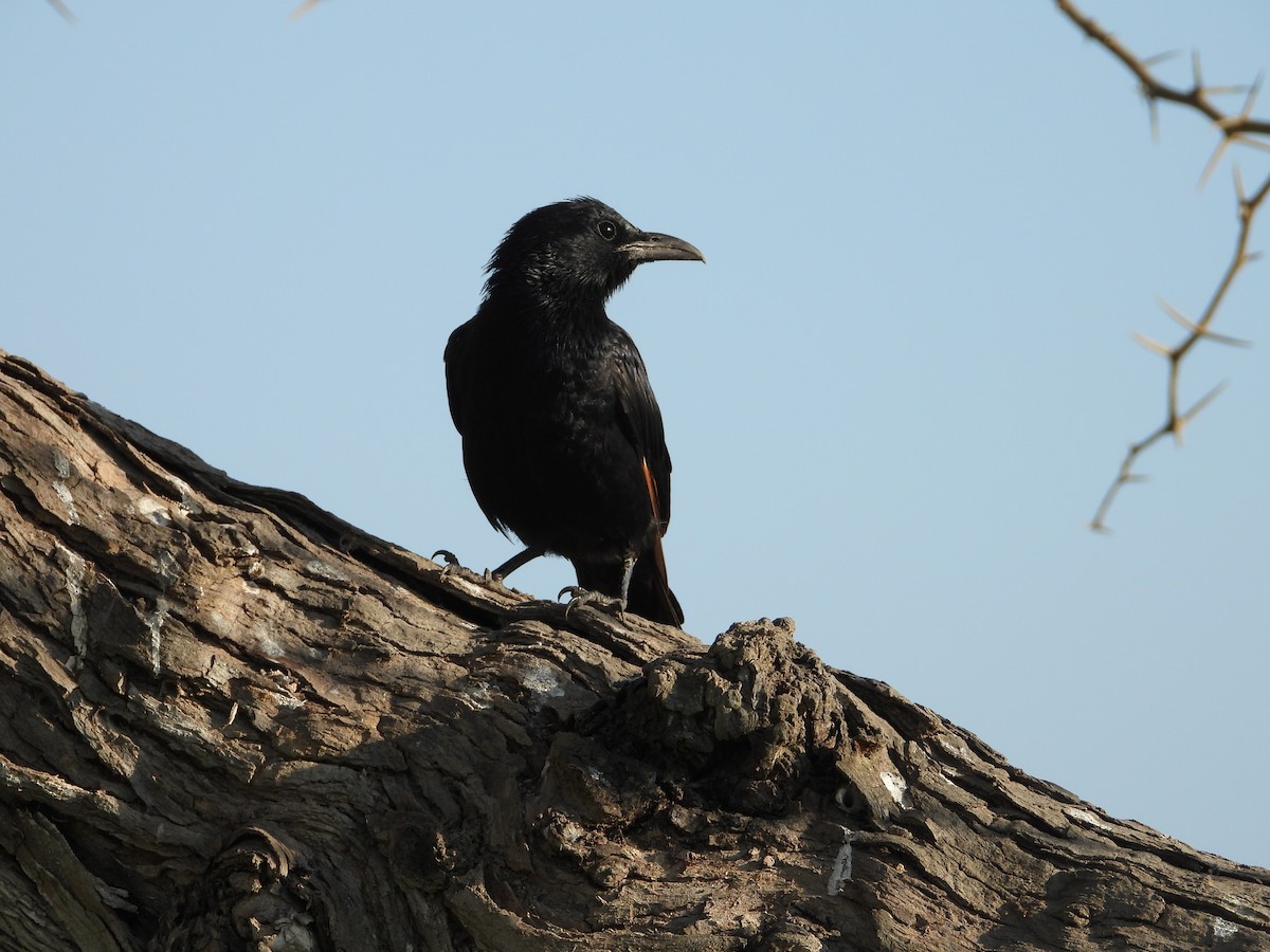 Tristram's Starling - ML647173956