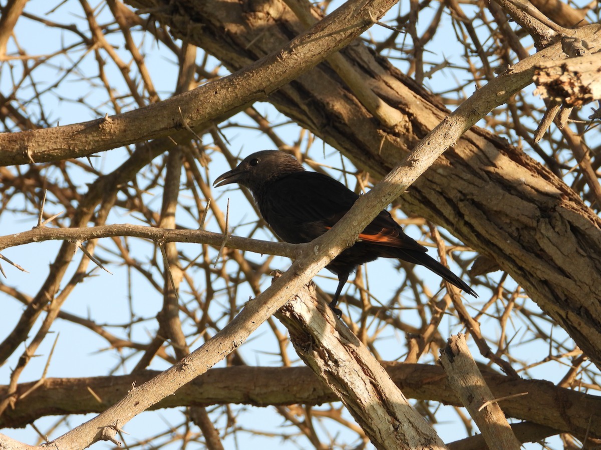 Tristram's Starling - ML647173958