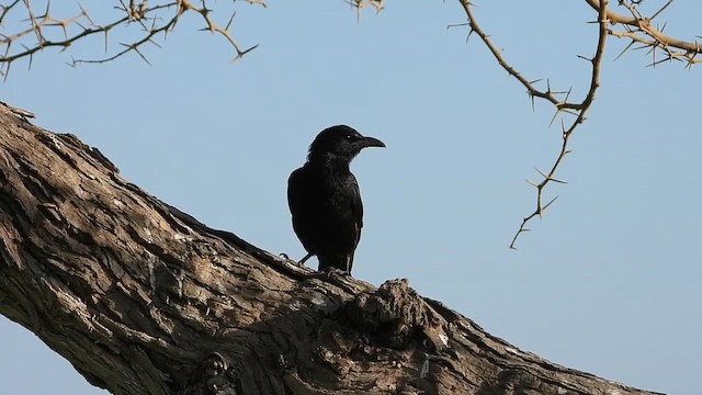 Tristram's Starling - ML647173959