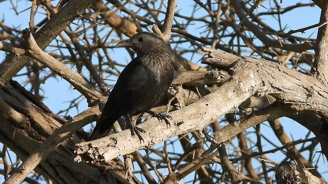 Tristram's Starling - ML647173960