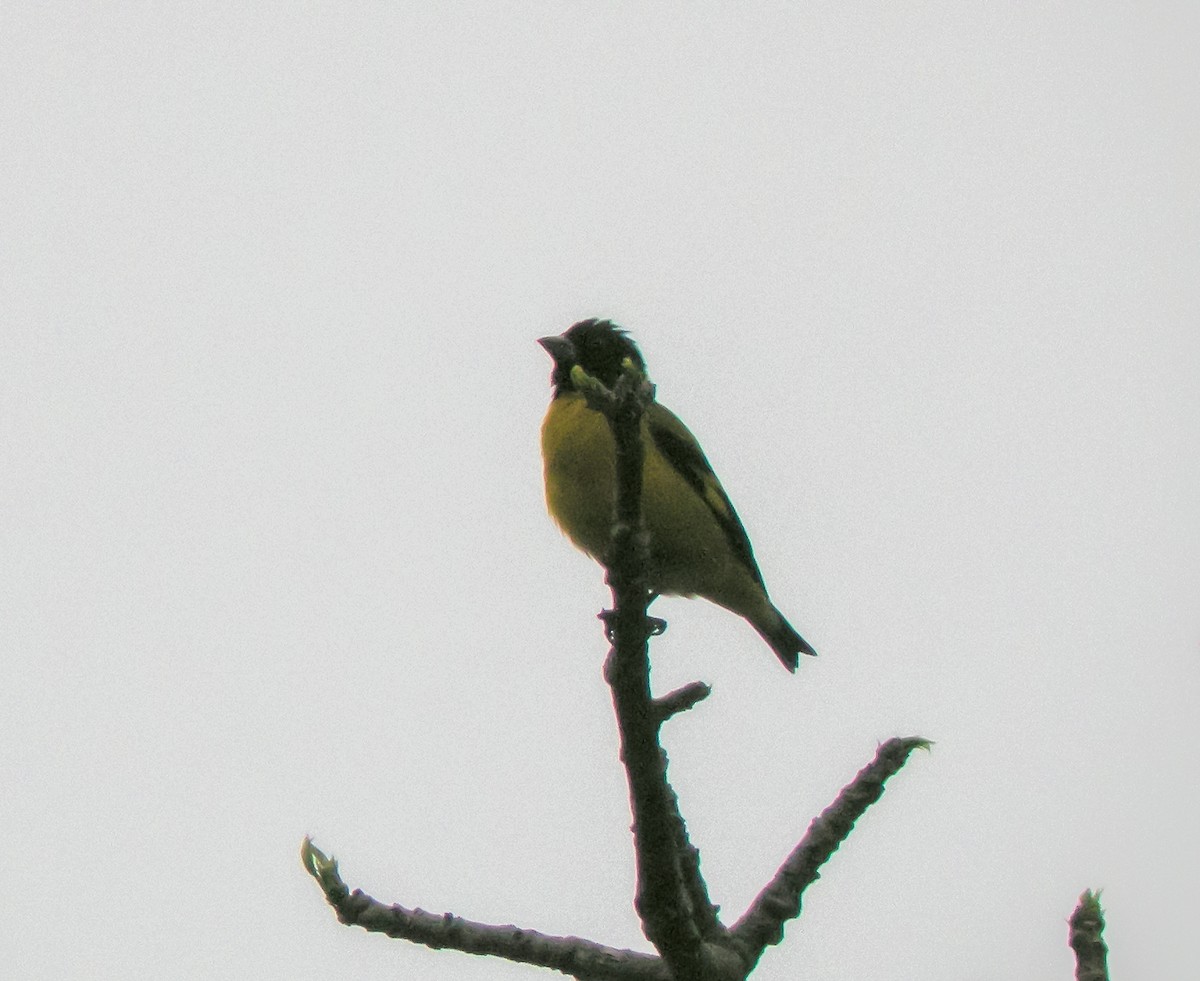 Saffron Siskin - ML647173961