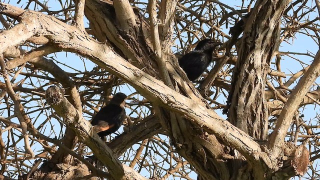 Tristram's Starling - ML647173962