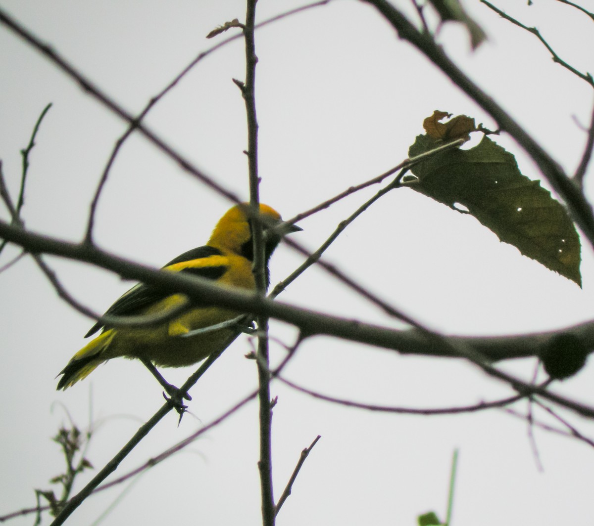 Yellow-tailed Oriole - ML647173967