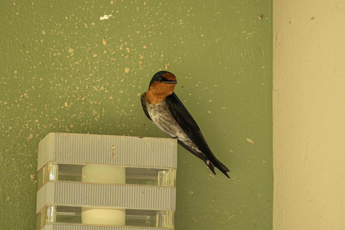 vlaštovka pacifická - ML647173989