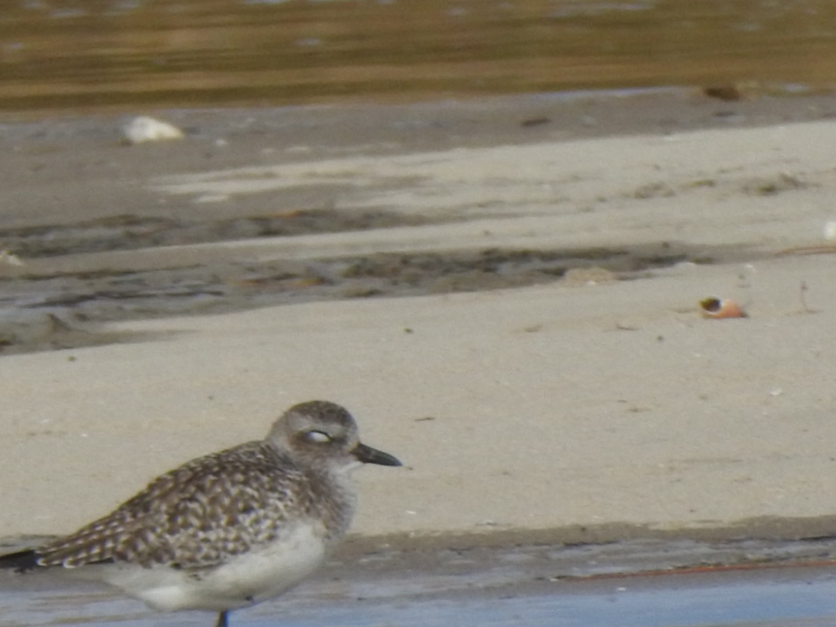 חופזי מנומר - ML647173990