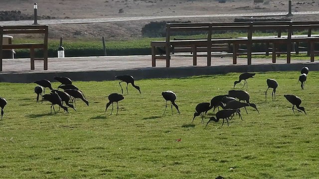 Glossy Ibis - ML647173994