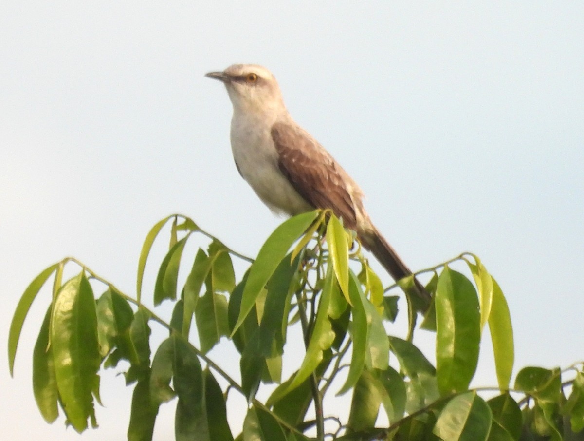 Tropikal Taklitçi - ML647174000