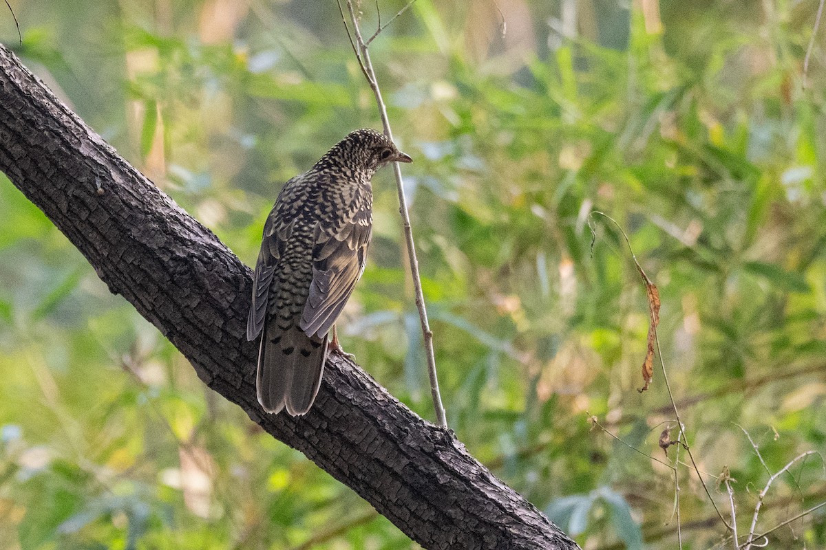 White's Thrush - ML647174004