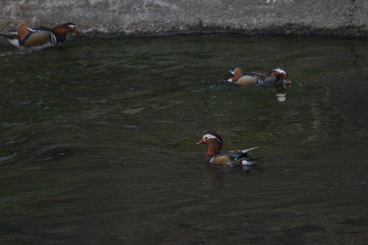 Mandarin Duck - ML647174018