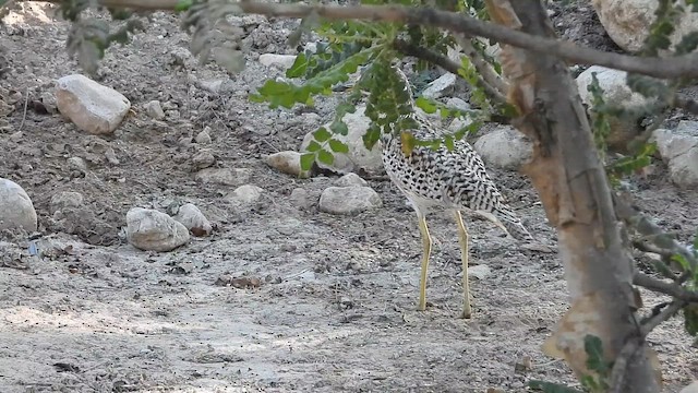 Spotted Thick-knee - ML647174019
