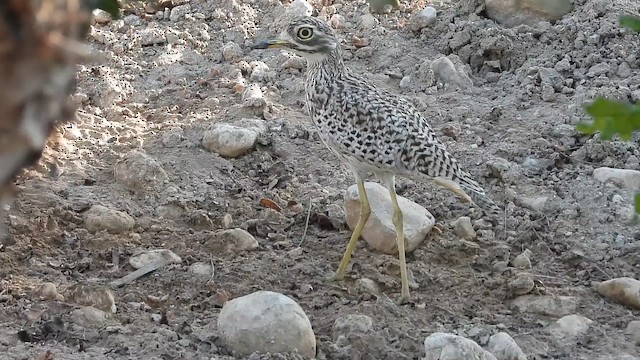Spotted Thick-knee - ML647174020