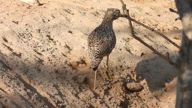 Spotted Thick-knee - ML647174025