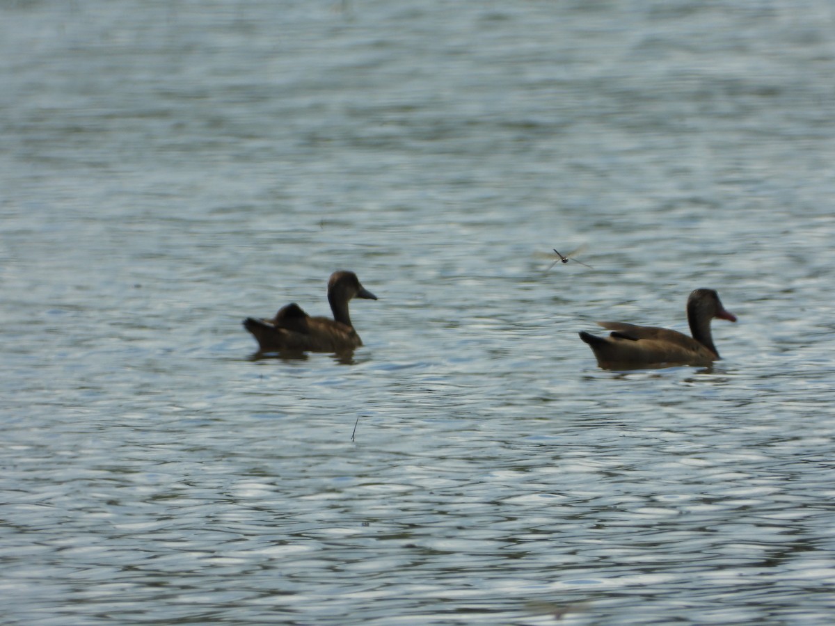 Brazilian Teal - ML647174039