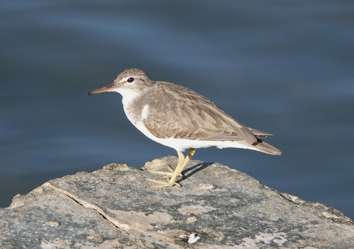 Spotted Sandpiper - ML647174048