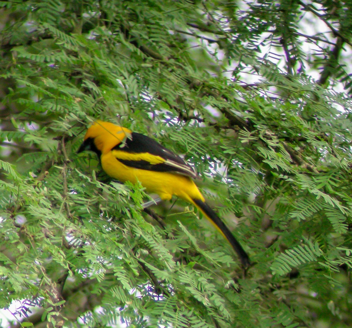 Yellow-tailed Oriole - ML647174055