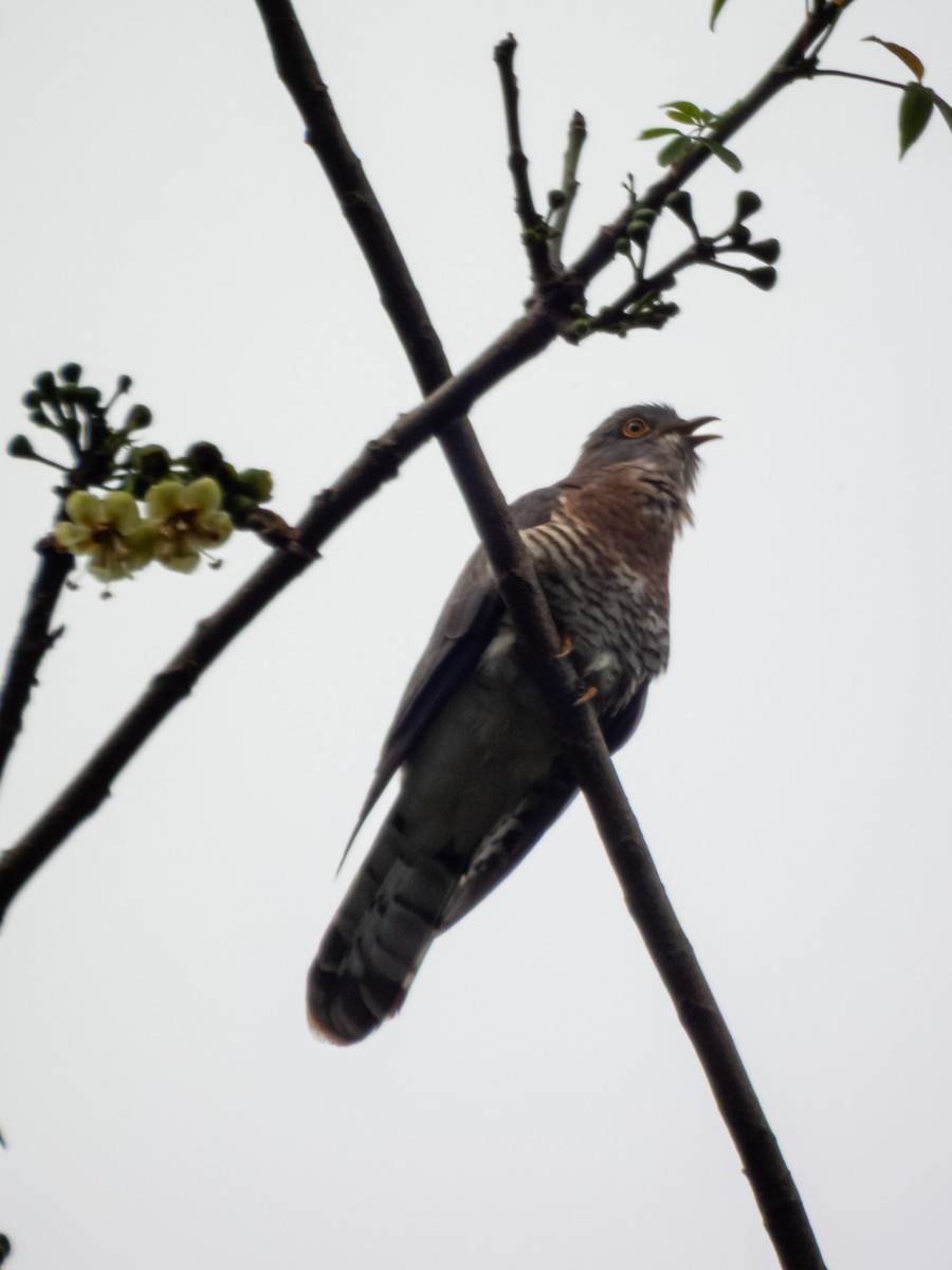 Common Hawk-Cuckoo - ML647174061