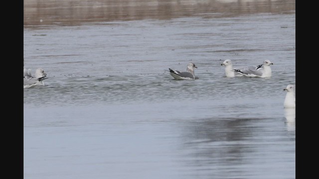 Short-billed Gull - ML647174068