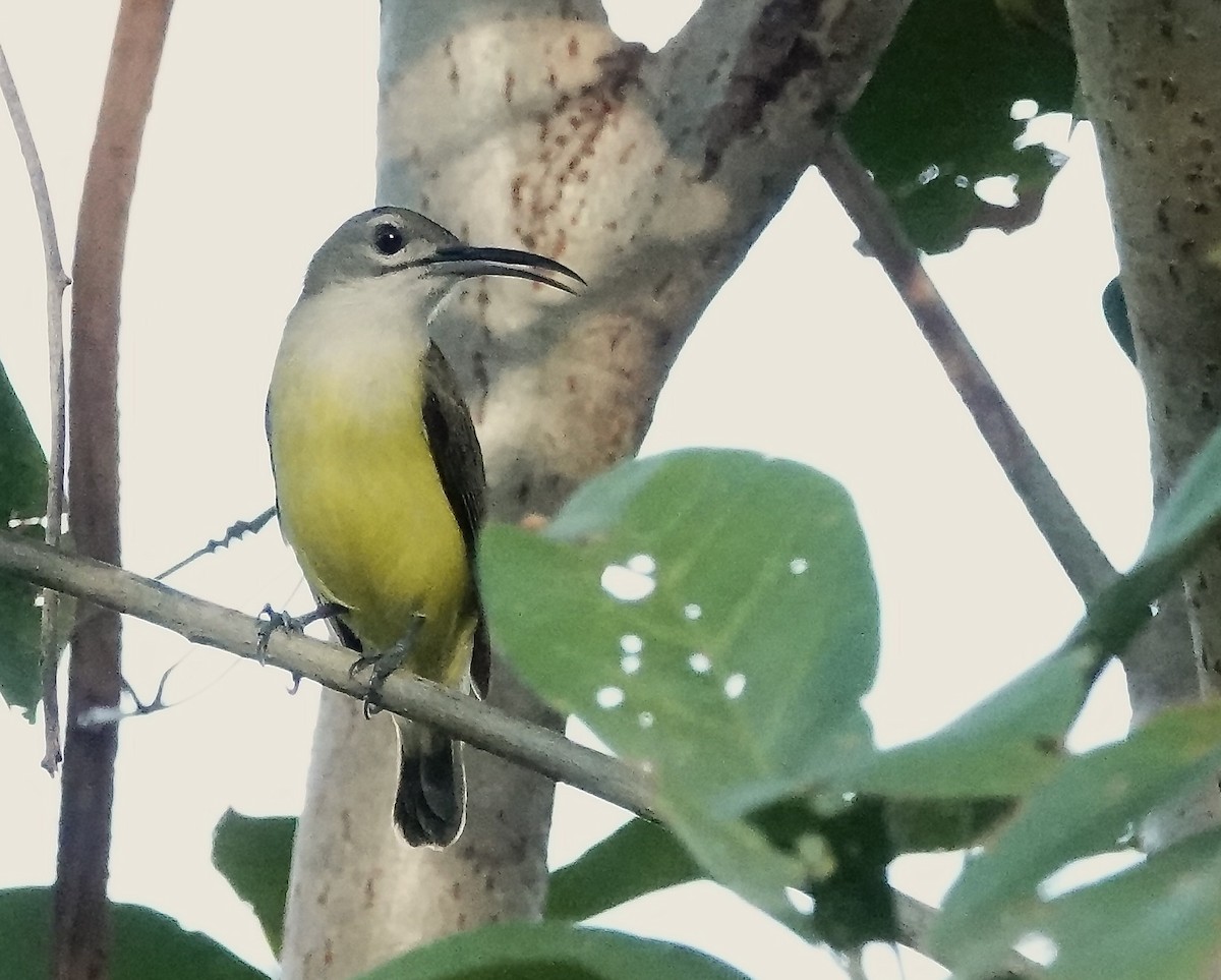 Little Spiderhunter - ML647174084