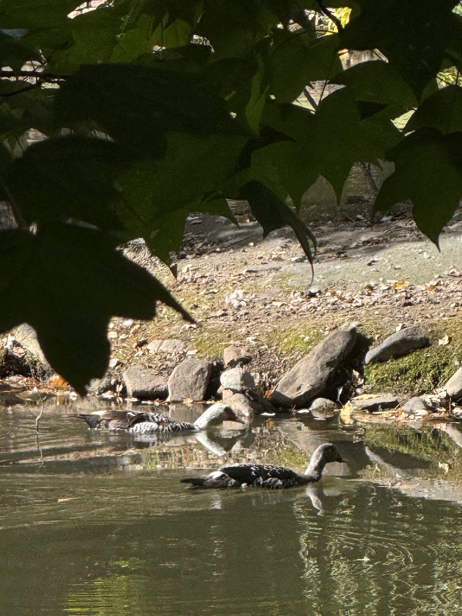 Muscovy Duck (Domestic type) - ML647174085
