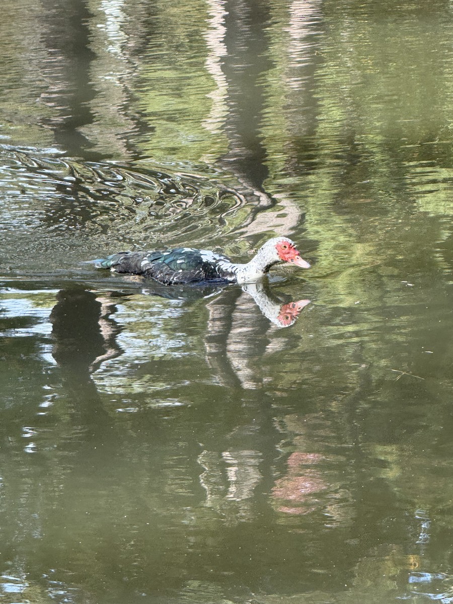 Muscovy Duck (Domestic type) - ML647174087
