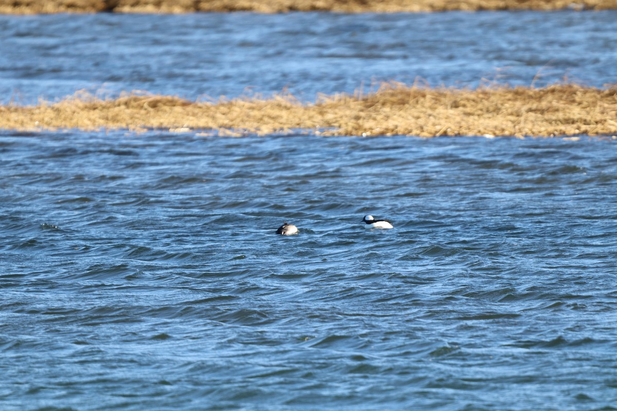 Bufflehead - ML647174097