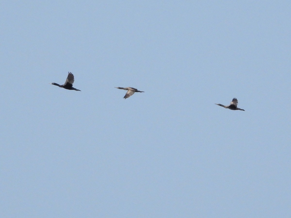 Socotra Cormorant - ML647174105