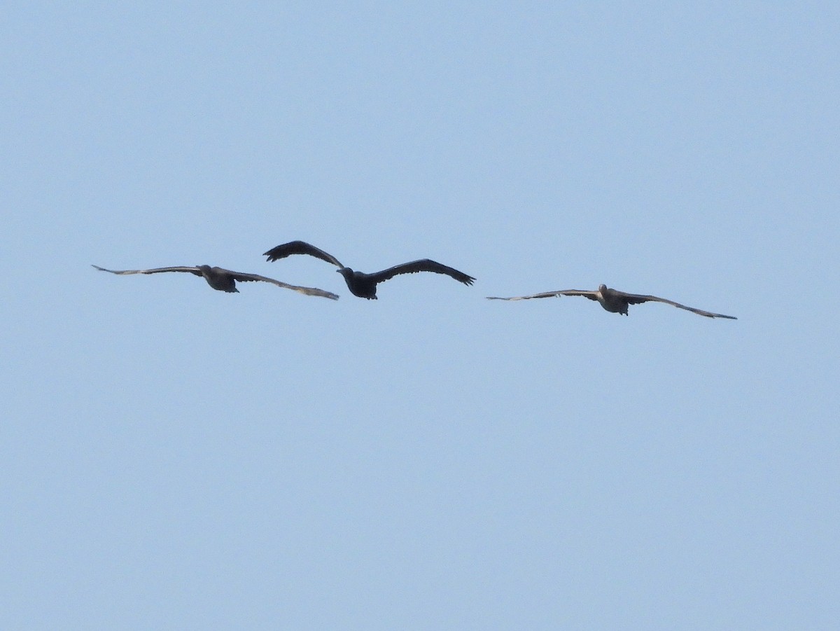 Socotra Cormorant - ML647174106