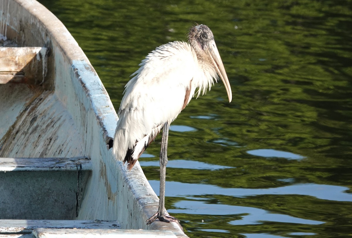 Wood Stork - ML647174107