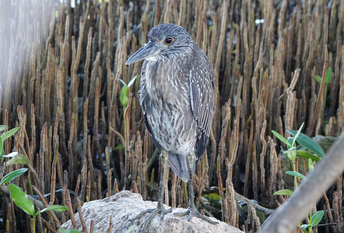 Yellow-crowned Night Heron - ML647174115