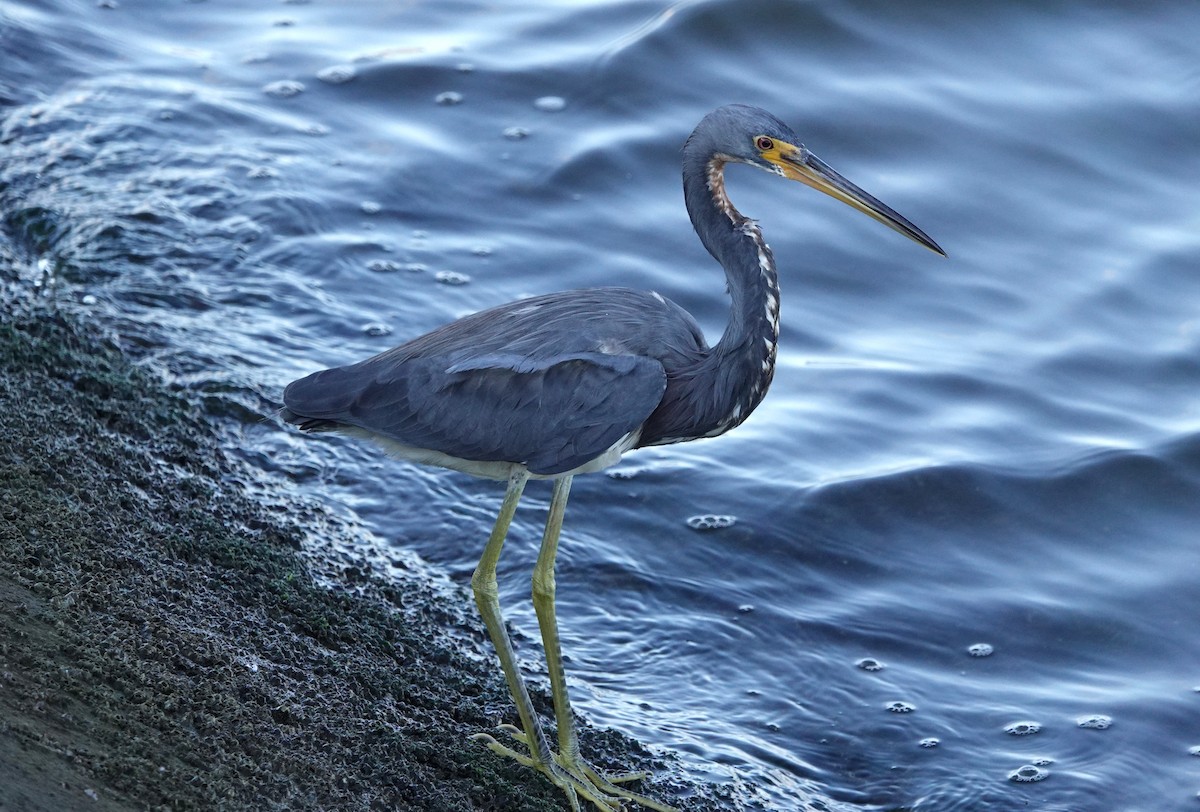 Tricolored Heron - ML647174117