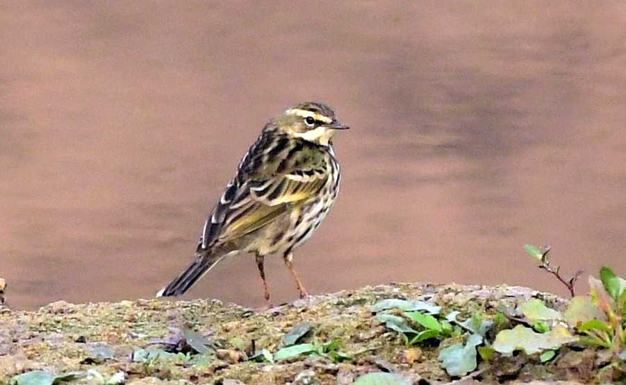 Rosy Pipit - ML647174118