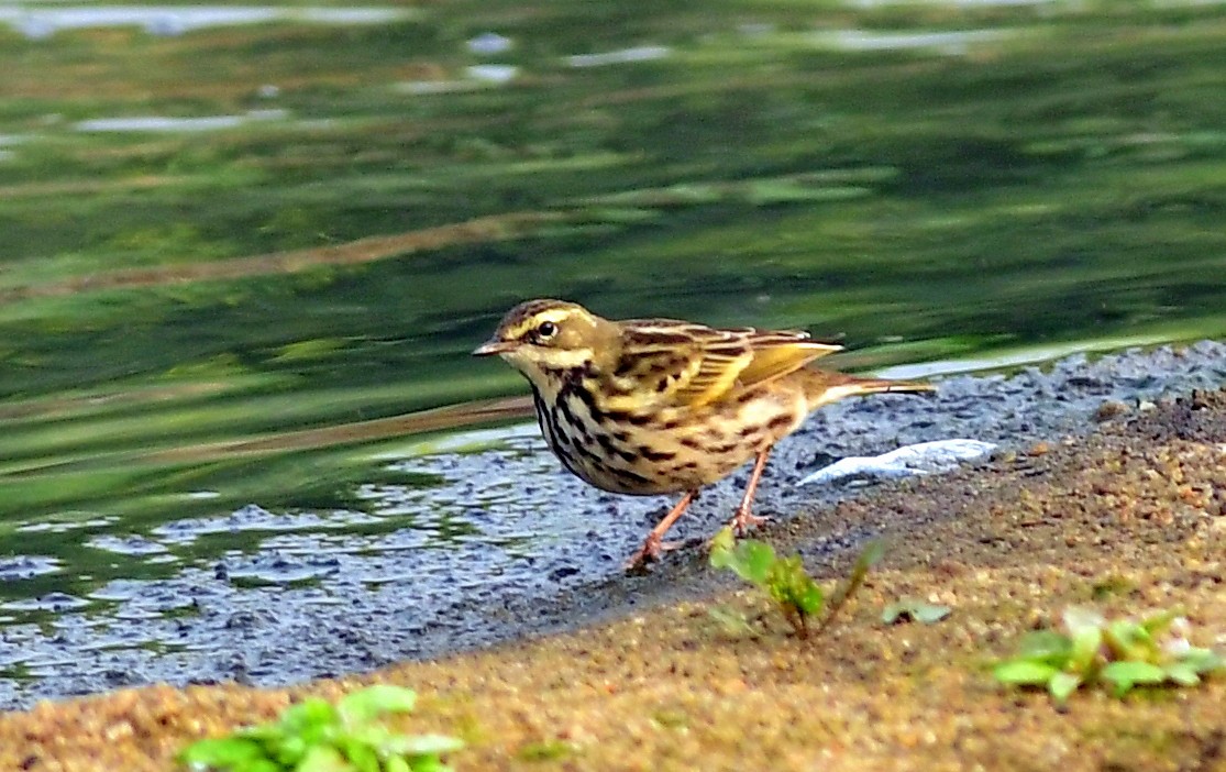 Rosy Pipit - ML647174119