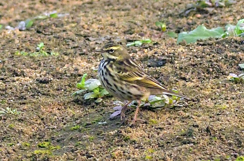Rosy Pipit - ML647174120