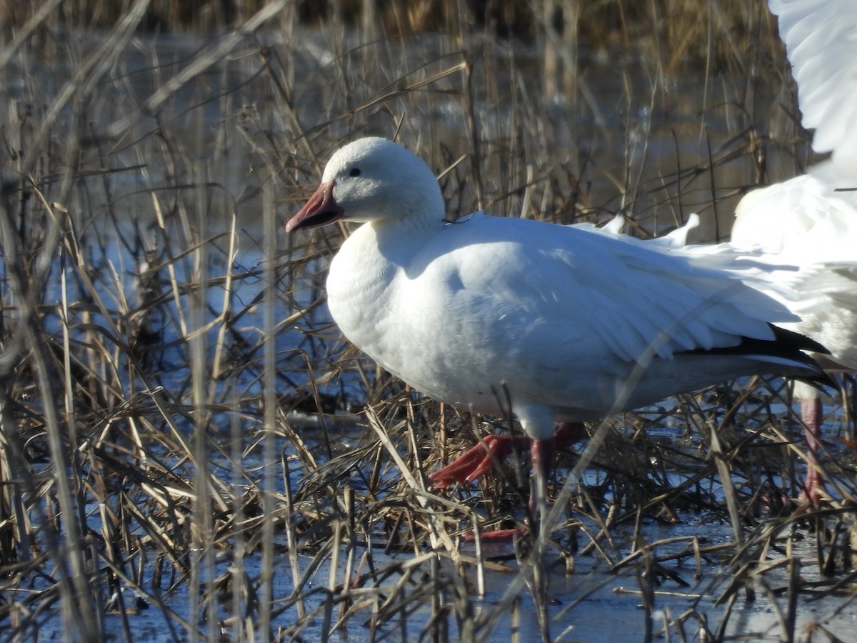 Snow Goose - ML647174127