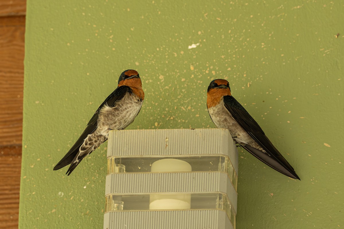 Pacific Swallow - ML647174128