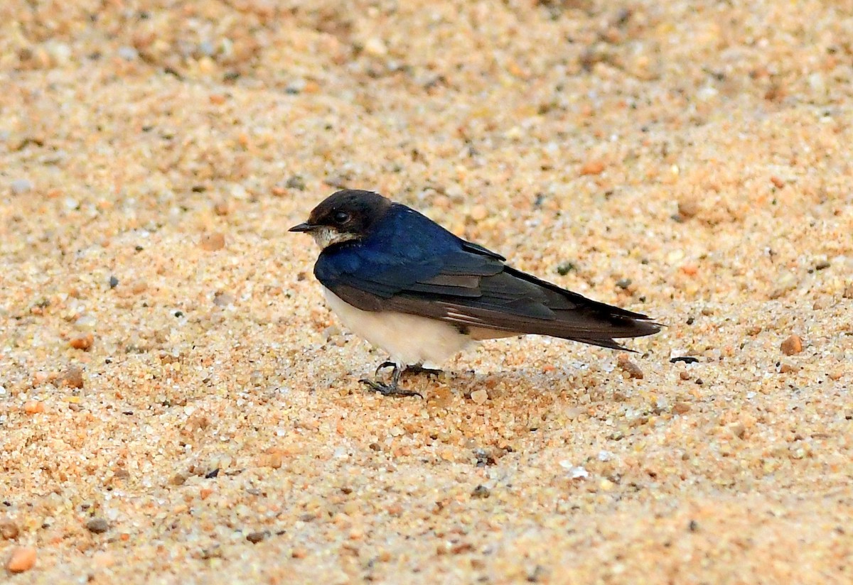 Barn Swallow - ML647174132
